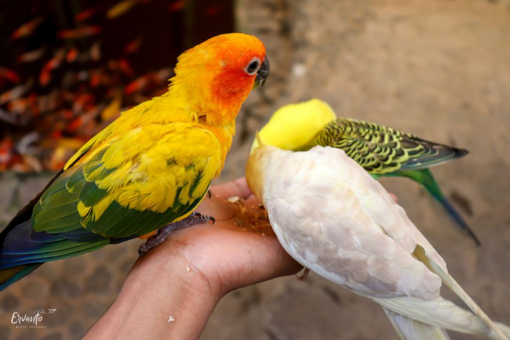 Memberi Makan Burung di Bird House Paradise