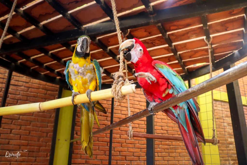 Burung Kakatua di Bird House Paradise